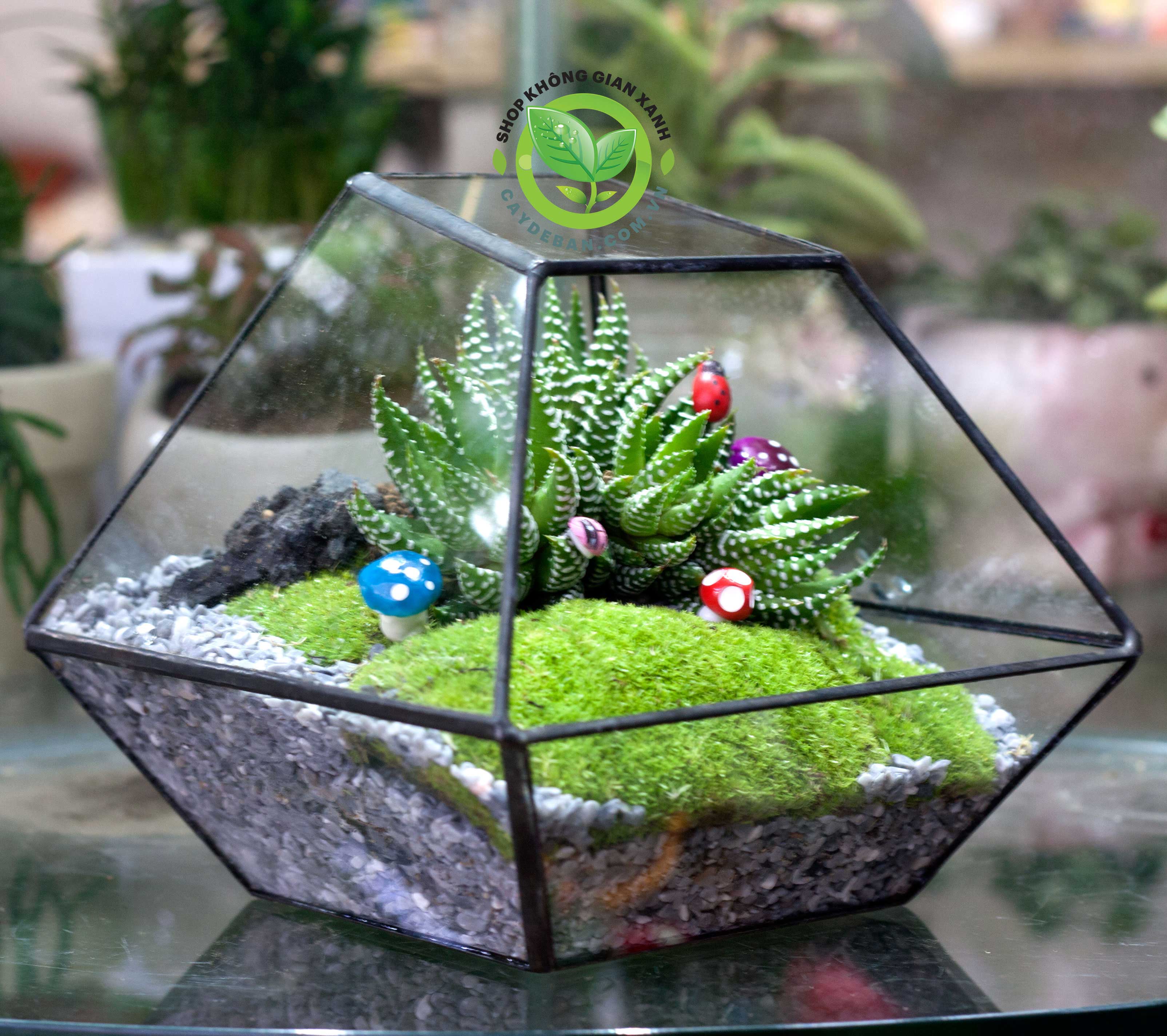 terrarium-mong-rong