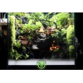 Paludarium/ Bán cạn Cổ Trấn