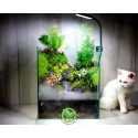 Paludarium - Bán cạn Đồi Trúc 30.25.35