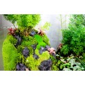 Paludarium - Bán cạn Đồi Trúc 30.25.35