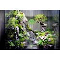 Paludarium - Bán cạn Sơn Thuỷ 45.45.60