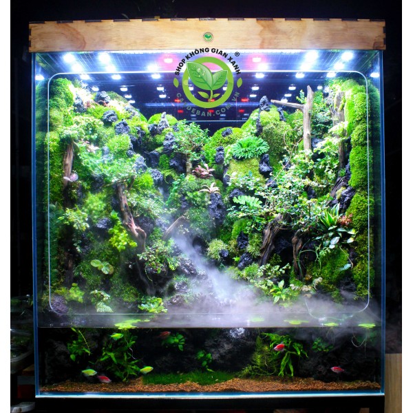 Rainforest Paludarium - Mưa Qua Núi Rừng