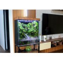 Rainforest Paludarium - Mưa Qua Núi Rừng