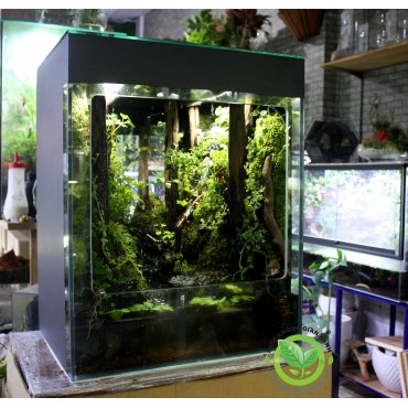 Rainforet Paludarium- Rừng mưa nhiệt đới 60