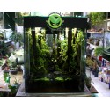 Rainforet Paludarium- Rừng mưa nhiệt đới 60x60