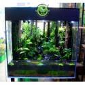 Rainforet Paludarium- Rừng mưa nhiệt đới 60x60