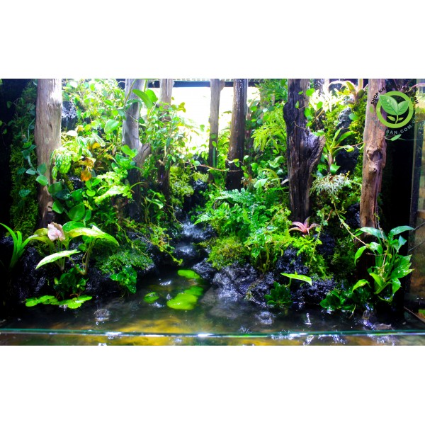 Rainforet Paludarium- Rừng mưa nhiệt đới 60x60