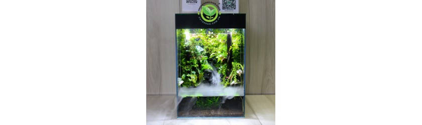 RAINFOREST - RỪNG MƯA