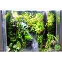 Rainforet Paludarium- Rừng mưa 30.45