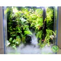 Rainforet Paludarium- Rừng mưa 30.45