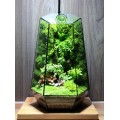 Terrarium Đa Giác T01