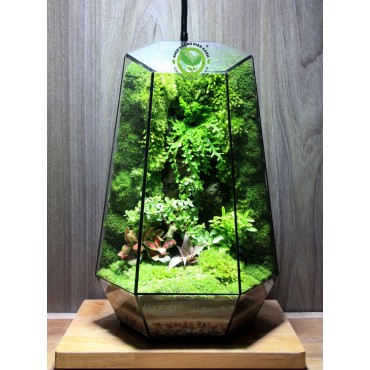 Terrarium Đa Giác T01