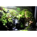 Paludarium Đa Giác P10.4