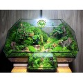 Terrarium Đa Giác T10.4