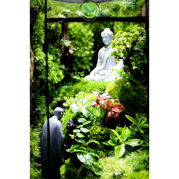 Terrarium Đa Giác T171.1