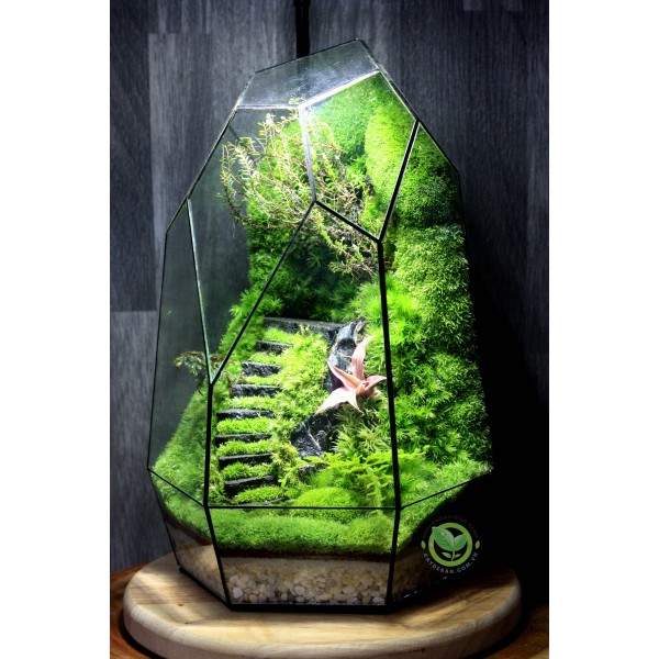 Terrarium Đa Giác T21.1