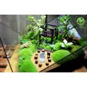 Terrarium Đa Giác T24.1 Home garden