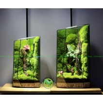 Terrarium Đa Giác T25