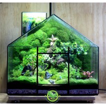 Terrarium Đa Giác T38 - Terrarium House