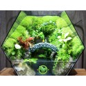 Paludarium Đa Giác P33