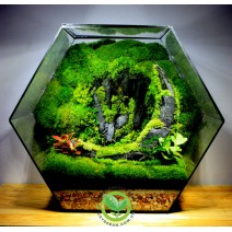 Terrarium Đa Giác T33