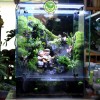 PALUDARIUM CLOSE - BÁN CẠN HỆ KÍN