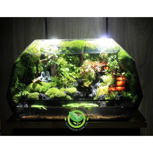 Paludarium Đa Giác P10.3 - Thiền bên suối