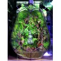 Paludarium Đa Giác Trứng Phụng Hoàng 50cm