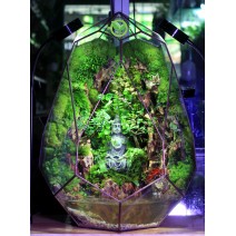 Paludarium Đa Giác Trứng Phụng Hoàng 50cm