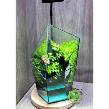 Terrarium Vách Núi