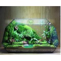 Terrarium Đa Giác T10.1 - Sông Quê