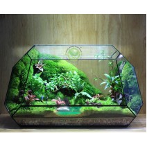 Terrarium Đa Giác T10.1 - Sông Quê