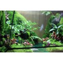 Terrarium Đa Giác T10.1 - Sông Quê