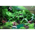 Terrarium Đa Giác T10.1 - Sông Quê