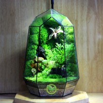 Terrarium Đa Giác T22