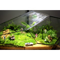 Terrarium Đa Giác T06