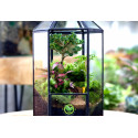 Terrarium Đa Giác Trụ lục giác