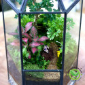 Terrarium Đa Giác Trụ lục giác