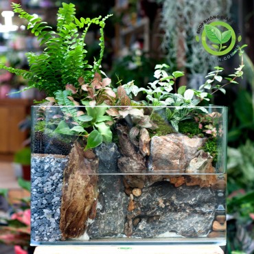 Paludarium Hồ Bán cạn 30cm