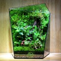 Terrarium Đa Giác T04.1