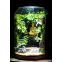 Terrarium Đa Giác 17