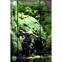 Paludarium Đa Giác 17.1