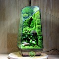 Terrarium Đa Giác T02