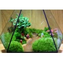 Terrarium Đa Giác 15