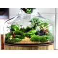 Terrarium nắp kín 30