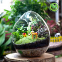 Terrarium Quả Trứng Lớn