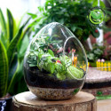 Terrarium Quả Trứng Lớn