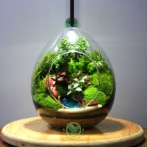 Terrarium Quả Trứng 15