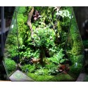 Terrarium Đa Giác Trứng Phụng Hoàng