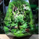 Terrarium Đa Giác Trứng Phụng Hoàng